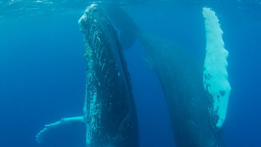 Are Humpback Whales Endangered? 2026 Guide to Biology, Threats & Recovery